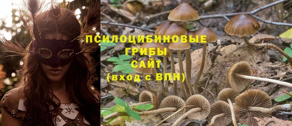 крисы Алзамай